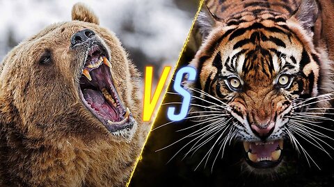 Extreme fights Tiger vs Bear , Wild Animals Attack