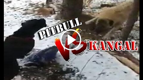 Kangal vs Pitbull