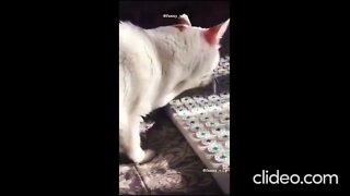 gatos engracados 1 Tw5iO5BT