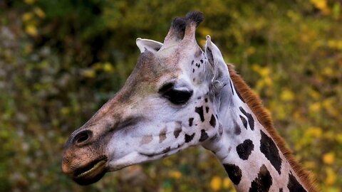 "Northern Giraffe: Africa’s Tallest Treasure"