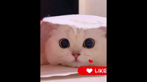 Wow*cute_*kitty*trending*video*😻🙀👌