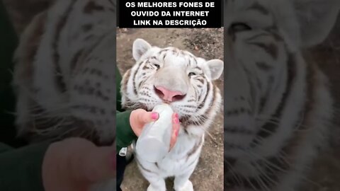 Bebê tigre tomando leite na mamadeira