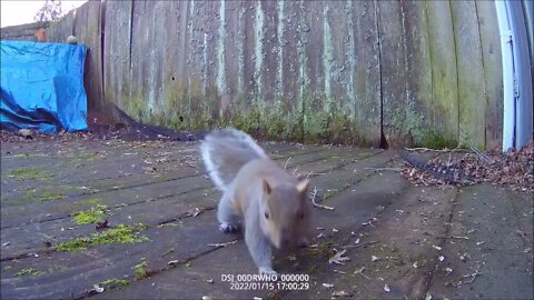 Ride Along with Q #310 - Squirrel Feeder 09 - 01/15/22 1406-1732 - Face View - Videos by Q Madp