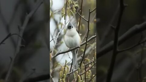 Tufted Titmouse Baeolophus Bicolor - #shorts #birds