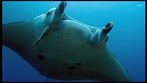 Manta Ray Gets a Spring Clean - 4KUHD - Japan- Earth's Enchanted Islands