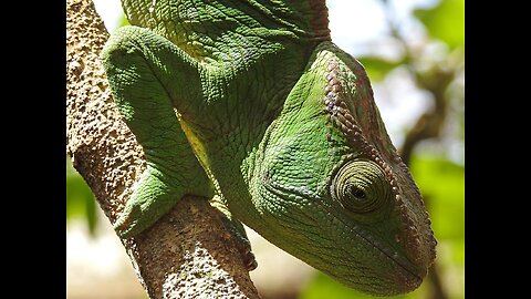 Colour Changing cameleon 😳😳