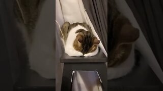 FUNNY CUTE KITTEN - Tiktok Compiled #Shorts