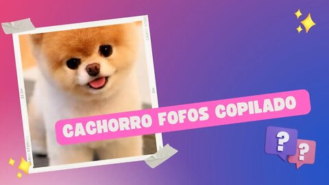 Copilado Cachorro fofos/Copied cute dogs