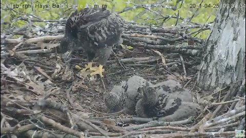 Hays Eaglet H13 standing foraging walking 2021 04 25 09 9:36AM