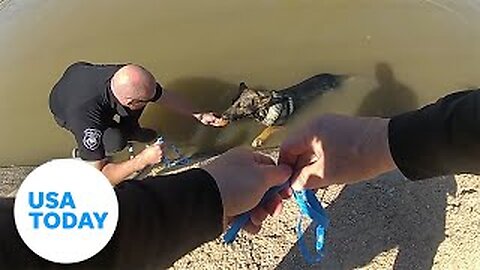 Muffins just saved the day! Officers rescue pup with baked goods | USA TODAY