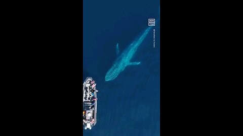 100 ft long huge whale encounter by whale watchers