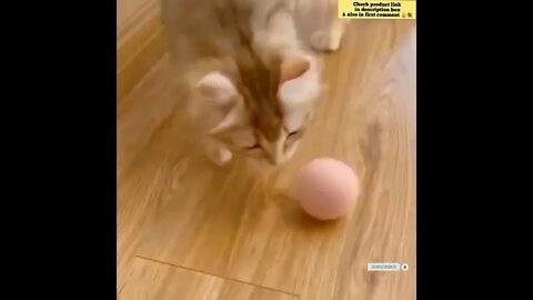 cute cat videos 😹 funny videos 😂 878 😻#shorts #shortsfunny #cutecat #catvideos #catsfood #catscare