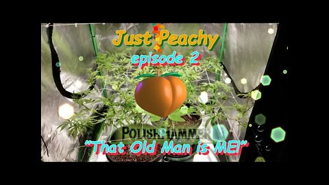 Just Peachy Ep.2 "That Old Man is Me!" #Phenohunt #SouthBayGenetics #Dommia #DM6000 🍑🍑🍍👍🔨 Day 1