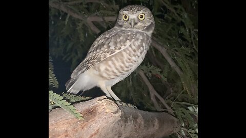 Burrowing owl in urban Las Vegas