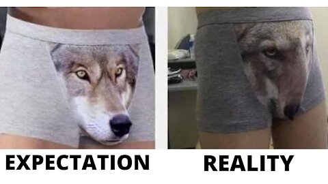 Huskies: Expectation vs Reality