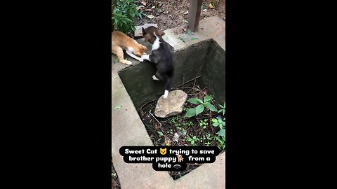 Heroic cat 😺 trying to save puppy brother 🐕