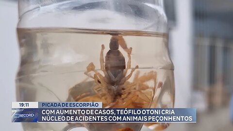 Escorpião: Com Aumento de Casos, Teófilo Otoni Cria Núcleo de Acidentes com Animais Peçonhentos.