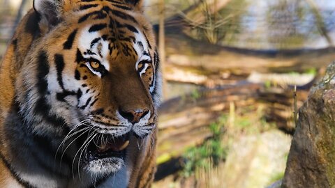 A Tiger walking through a prarie in the middle of nowhere code