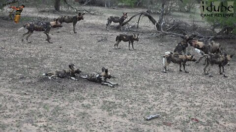 African Painted Dog Pack Playing