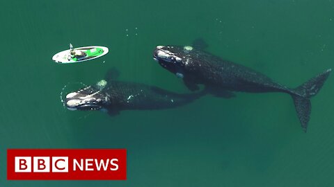 Paddle boarder's encounter with curious whales - BBC News