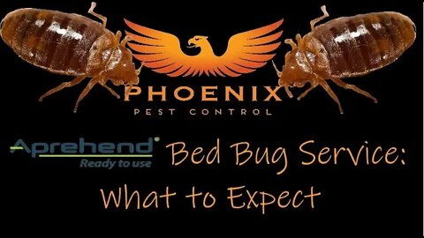 Aprehend Bed Bug Service: What to Expect #whatbugsme