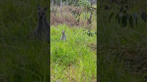 Good Morning Kangaroo ( Wallaby )