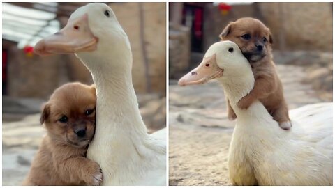 Pitiful puppy hugs the duck