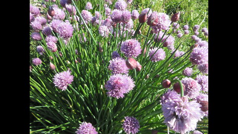 My Flowers Are Edible Chives June 2022