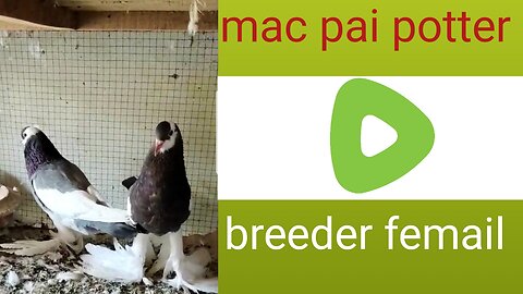 Macpie potar beautiful breeder pair