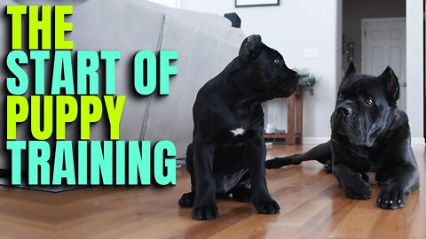 TRAINING My Puppy Cane Corso with Bruce Wayne