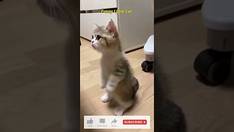 Funny Little Cat [shorts]