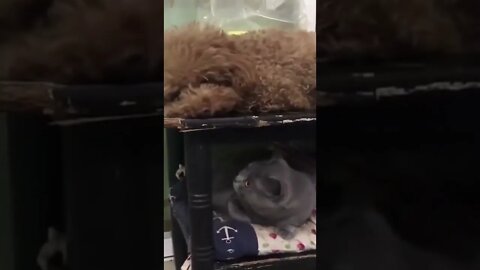 Videos engraçados de cachorro e gato #shorts