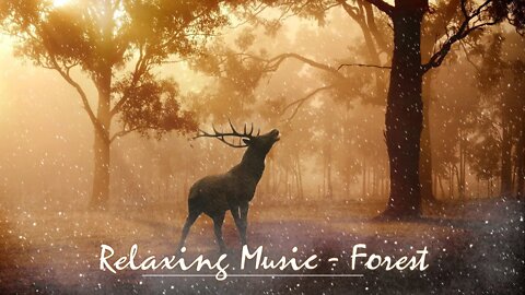 [30-minutes] Soothing music to relax your nerves and bring you peace - "Forest"