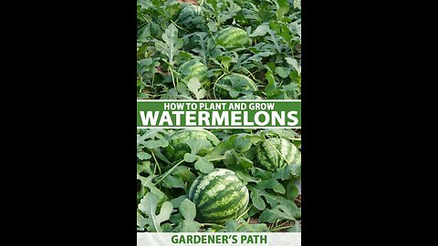 Growing watermelon 🍉 at home is easy, big and sweet if you know this method