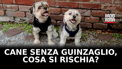 Cani senza guinzaglio, cosa si rischia?