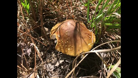 Southeast Texas Backyard Wildlife Garden 89