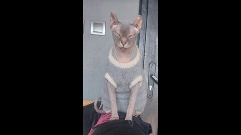 Sphynx cat crazy 🤪