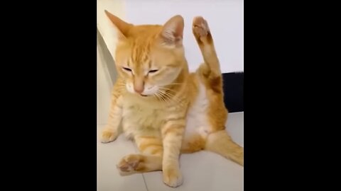 Funny animal videos ( Funny cats/dogs )