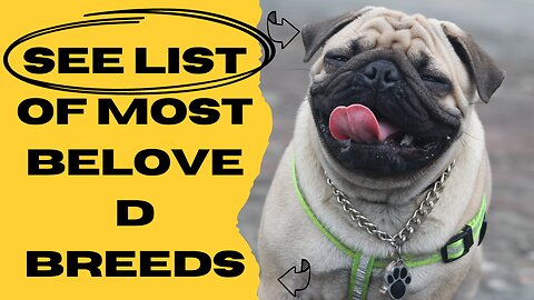 SEE LIST OF MOST BELOVED BREEDS