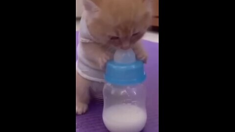 cute cat was taken away #cutecat #catlover #catvideos