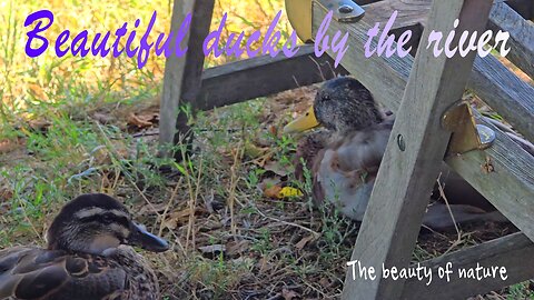 Beautiful ducks by the river enjoying the day / Beautiful water birds in nature.