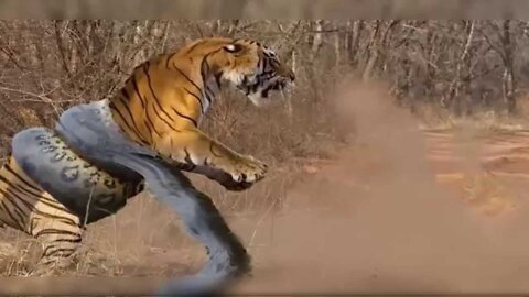 Battle of the Tiger and Python Animals