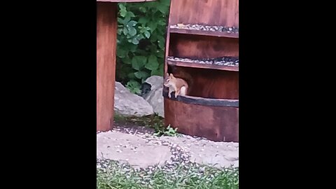 Red Squirrel vs grey squirrel Epic battle #squirrel #cute