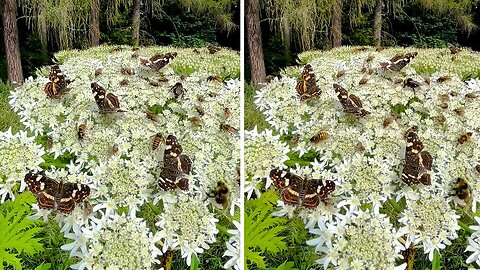 Stunning video of butterflies & bees pollinating on vibrant blossoms