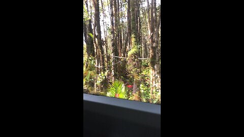 Shuttle ride through jungle