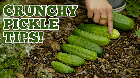 Late Summer Garden Tour - How to Harvest Cucumbers to Get Crunchiest Pickles