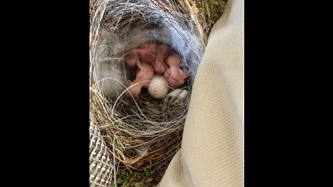 Nest of baby wren chicks