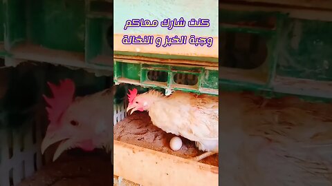 الجواب على بعض تعليقات #animal #chicken