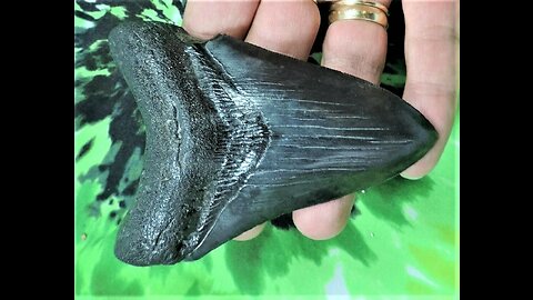 Megalodon Extinct Shark Tooth 4 Inches Long Genuine & Unrestored