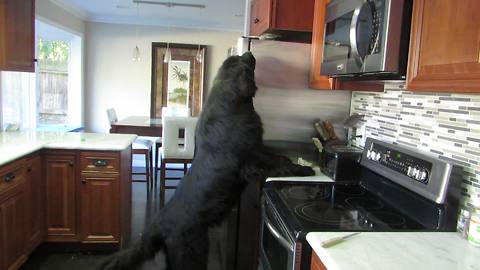 Giant Newfoundland demonstrates just how big he really is!